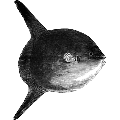 夭珠 profile picture