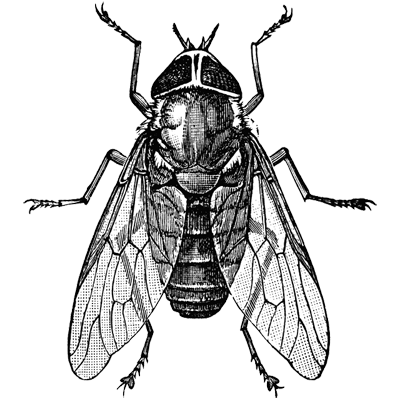 毛もしくはエノク profile picture